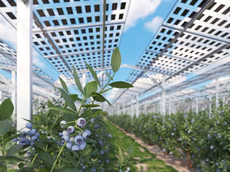 Sisteme montaj Agro PV 1 Sisteme montaj panouri fotovoltaice Agro PV